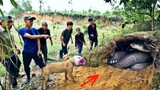 Brave Pitbull Dog and Hunter Caught 20 King Cobras