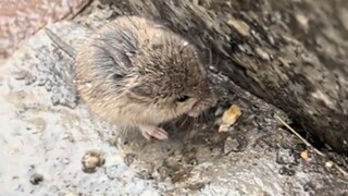 Chắc là tôi quá thiển cận rồi, chuột miền Bắc thực sự to vậy sao?!