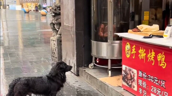 เจอเจ้าหมาขี้งก ชวนมันกินเป็ดย่างไปครึ่งตัว!