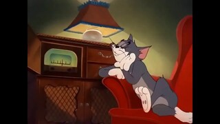 Mèo chuột chống dịch