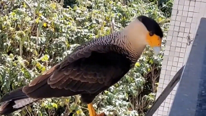 Netizen asing meletakkan camilan di ambang jendela, menarik seekor elang yang singgah sejenak. Setel