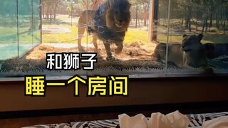 Video binatang yang menakjubkan!