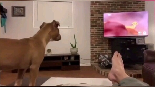 Chó cũng như con người, đều có khả năng đồng cảm; vạn vật đều có linh hồn.