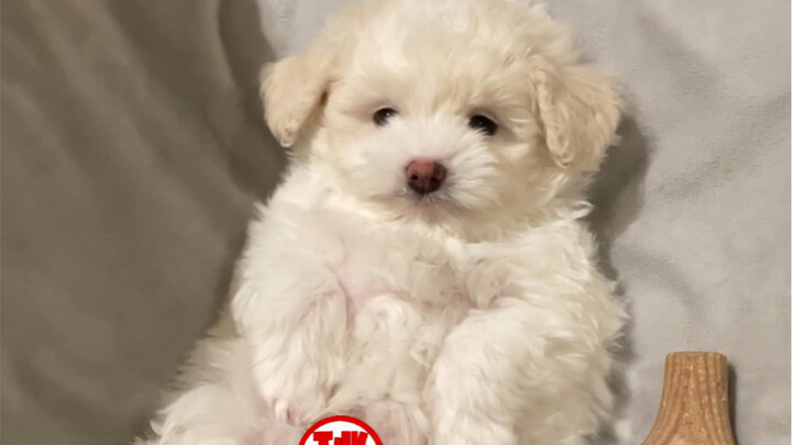 Bị tôi mắng rồi, nằm trong ổ giận dỗi...