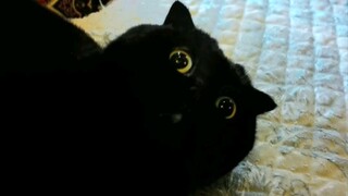 A black cat gets angry—turns out it's so cute!