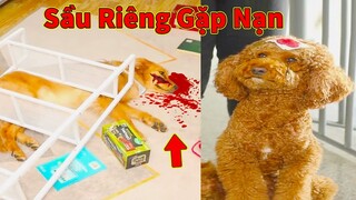 Thú Cưng TV | Cô cô và Sầu riêng #3 |Chó Golden Gâu Đần thông minh vui nhộn | Pets cute smart dog