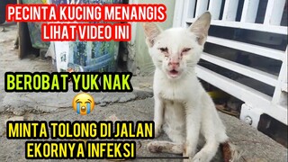 Astagfirullah Kucing Ini Minta Tolong Karena Ekornya Membusuk Kecelakaan Di Jalan..!