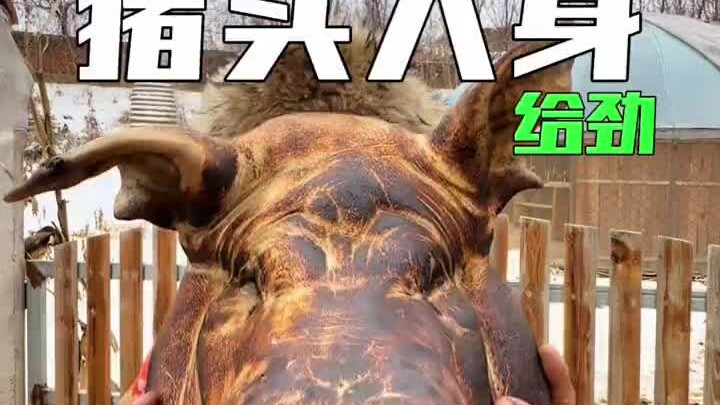 Niềm vui trong mùa đông, hạnh phúc chăn nuôi lợn