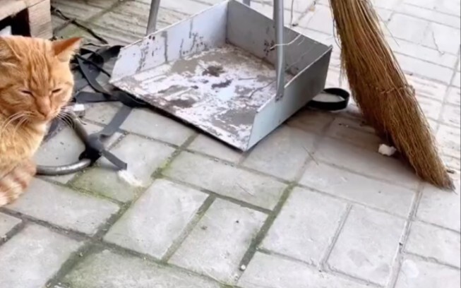 Ilusi menghilang kucing