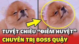 Chú chó bị Sen "ĐIỂM HUYỆT" bằng 2 CUỐN LÔ trên tai vì quá quậy phá 😂 | Yêu Lu