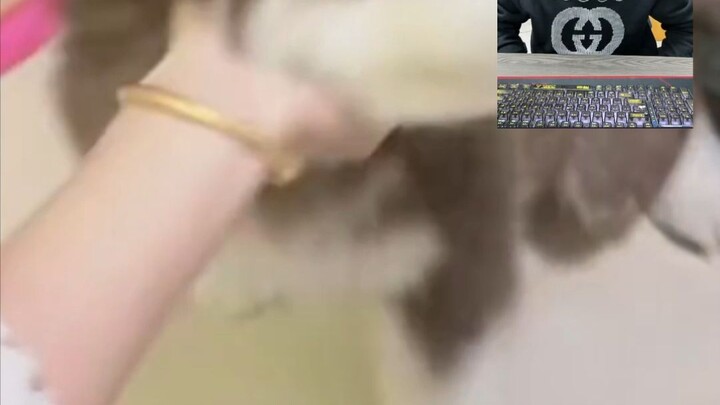 The lady’s dog looks like an at-mention.