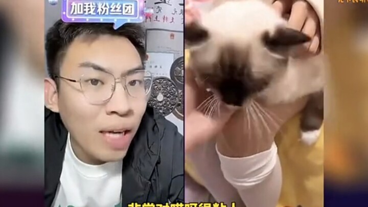 The little kitten is quite cute 😍⚡