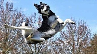 Try Not To Laugh 🤣 Funny Husky | Super Dog - Cute And Funny Dog Videos Compilation | Tik Tok Dogs
