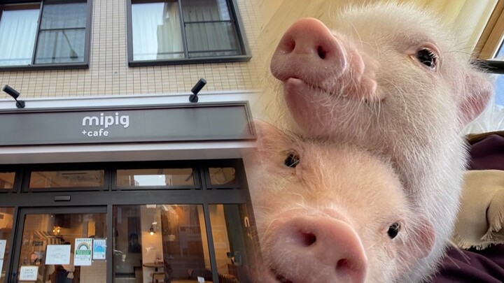 🇯🇵 Japan’s First Pig Café (with a pig-petting tutorial)