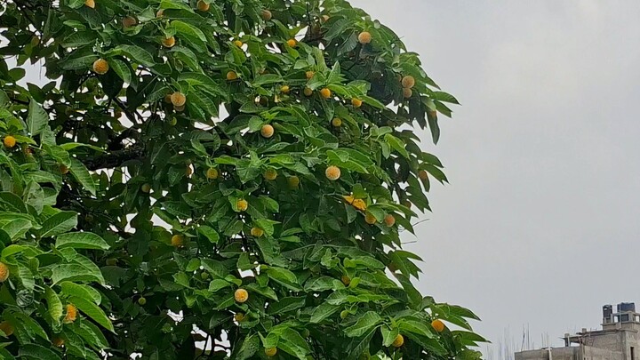 rain