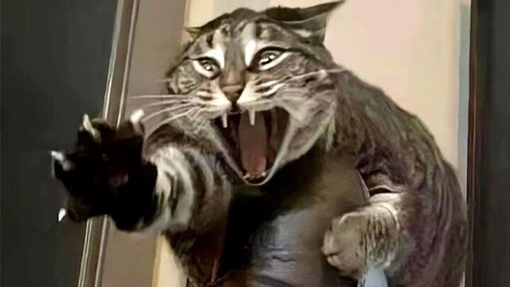 Thích nhất là những chú mèo bị tâm thần kiểu này, hahaha!!