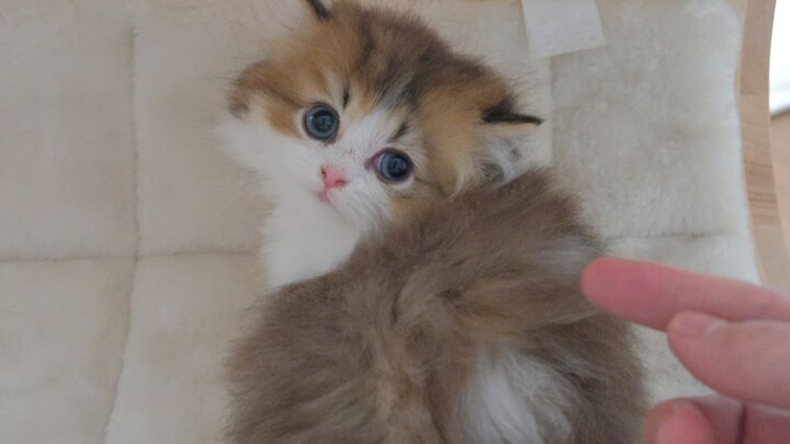 A chatty little cat that responds to every word