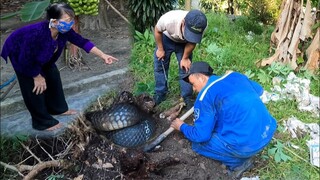 Cuộc Gọi Khẩn Cấp Của Bà Lão 80 Tuổi Cầu Cứu Tem SBATVC Rắn Hổ Mang Cắn C.h.ết Cả Đàn Chó