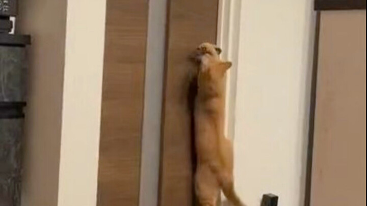 Satu trik bikin kucing nggak bisa buka pintu lagi