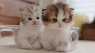 หัวลูกแมวตัวน้อยหนักเกินไป และเขาต้องการอะไรบางอย่างมารองศีรษะอยู่เสมอ