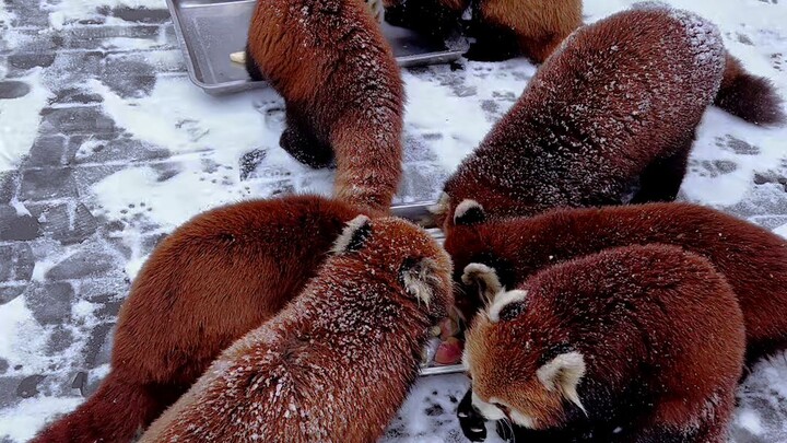 A floor of powdered sugar Red panda