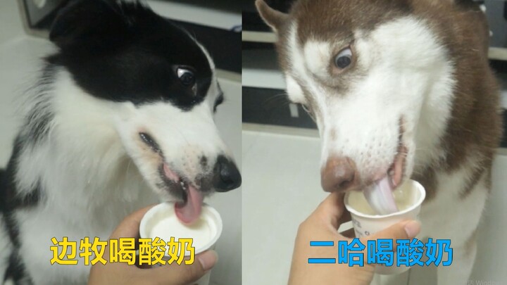 Border Collie drinks yogurt, Husky drinks yogurt—whose eating manners are more refined?