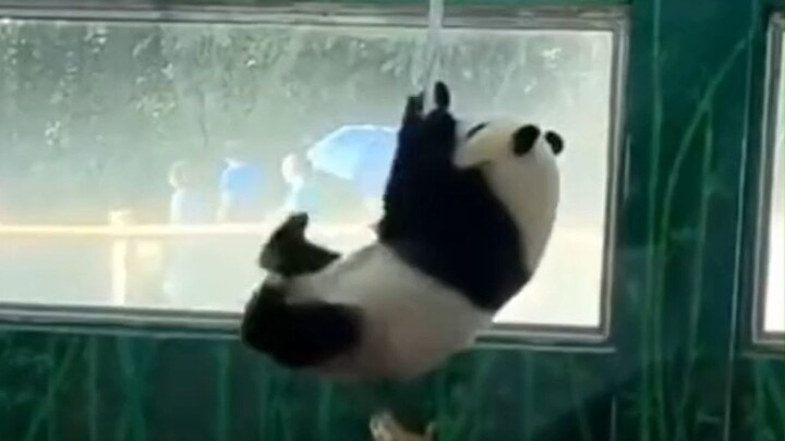 广州动物园 真就是动物们的养老院。