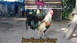 Joe Goode Gray
