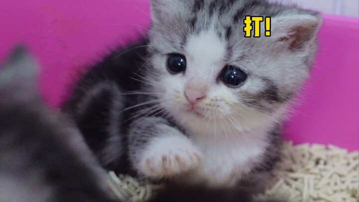 انتقام القط الصغير!