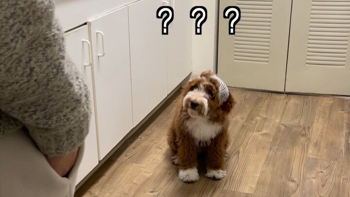 Hình như cậu ấy coi việc “nghe mẹ hát trước bữa ăn” như một phép tắc khi chờ cơm rồi…