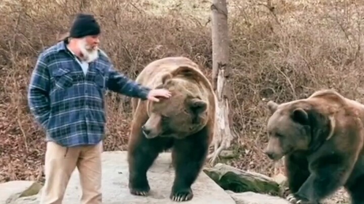 A Russian uncle’s rescued female bear suddenly fell into an emo state and ran away from home. After 