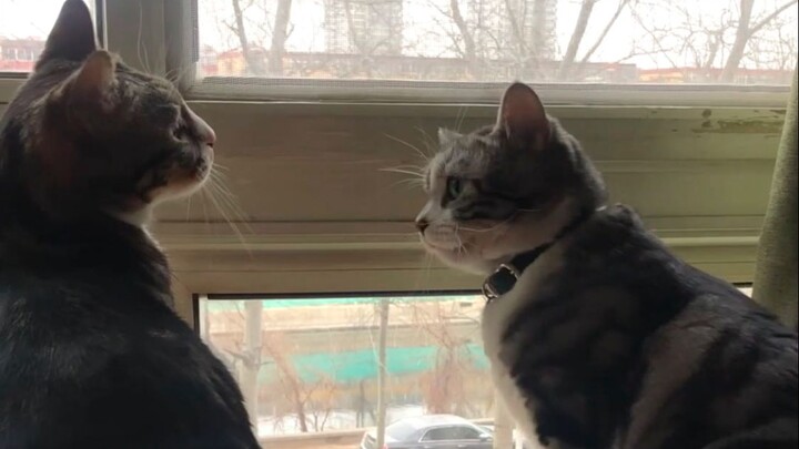 การฉี่ก็ถือเป็นรสชาติของความรักได้นะ~ [ฉี่เป็นแมว]