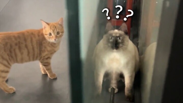 “A Wild Collection of Animal Confusing Behaviors 280”