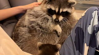 Xiaoxiao is only growing fat but not courage 😂