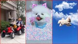 Tik Tok Chó Phốc Sóc Mini 😍 Funny and Cute Pomeranian #149