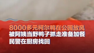 An aunt mistook a Koi duck worth over 8,000 yuan for a wild duck and took it away to prepare an extr