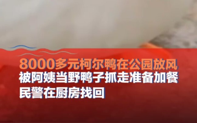 An aunt mistook a Koi duck worth over 8,000 yuan for a wild duck and took it away to prepare an extr