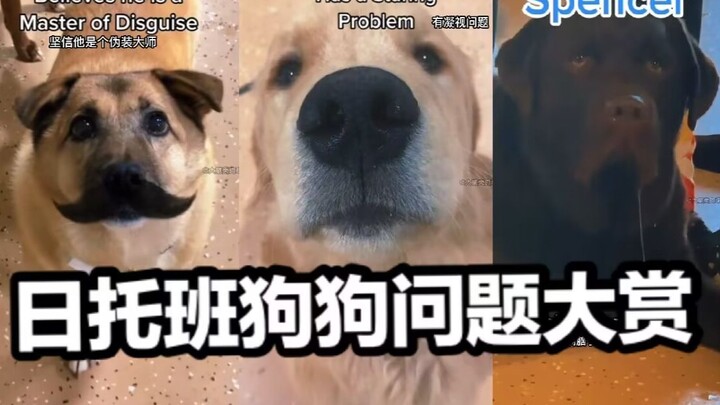 Pesta anjing dan masalah mereka di tempat penitipan harian anjing Bagian 25