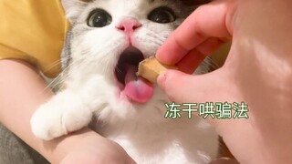 用冻干哄骗猫剃脚毛，猫骂骂咧咧的，十分可爱