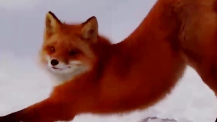 小狐狸的80秒致命诱惑，你能挺住几秒？