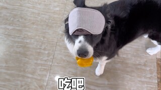 Puppy: Do you dare to look into my eyes and speak!