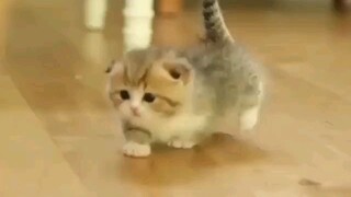 cute cat