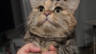 You know, I'm pretty straightforward when it comes to cats.