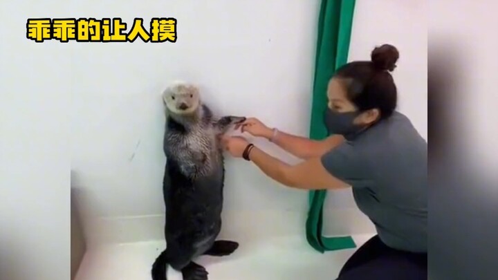 The little sea otter will personally show you how its pouch works!