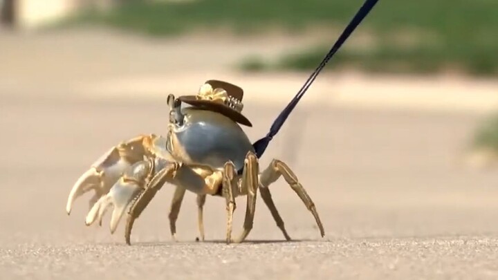 Pertama kali melihat seseorang mengajak kepiting jalan-jalan, yang lebih kocak lagi, ternyata kepiti