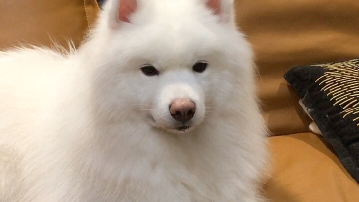 Ngày nào cũng đòi ăn đồ hộp, điều kiện gì vậy chứ? Rồi nó lại giận mình nữa!