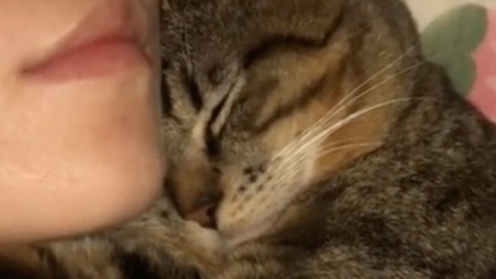 Pertama kali mendengar anak kucing ngomong dalam tidur!