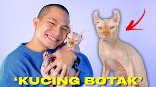 Adopsi Kucing Botak Seharga 40 juta !?