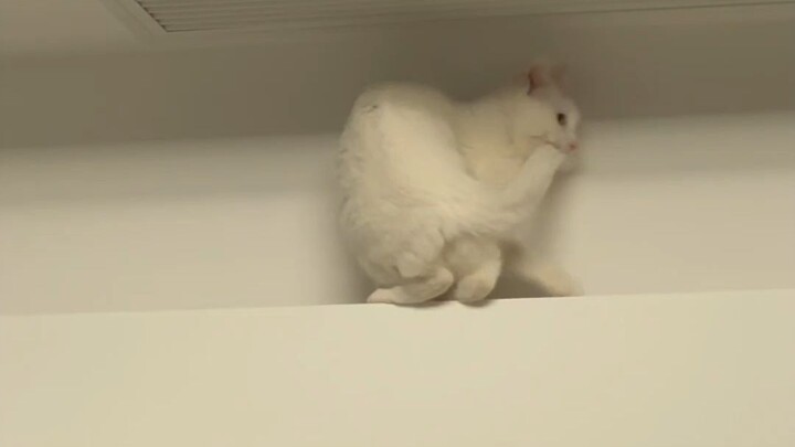 Kucing bodoh, pengin bawa ekornya sekalian ke bawah