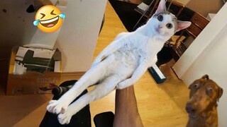 Try Not To Laugh Cats And Dogs Videos 😁 - New Funny Animals Video 2024 #2